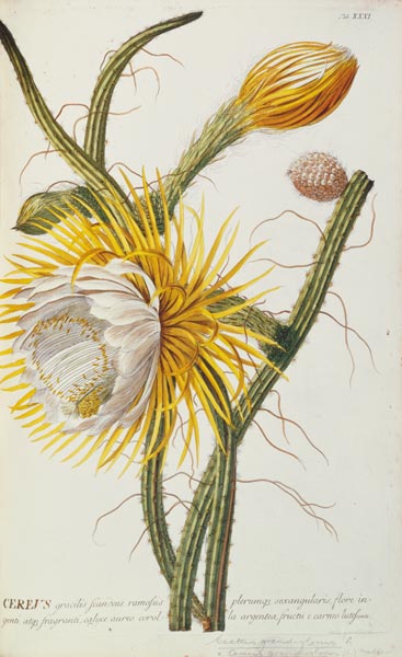 Cactus: Cereus from Trew's 'Plantae Selectae' 1750-73 a Georg Dionysius Ehret