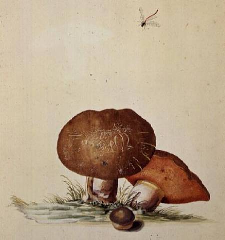 Cep Mushroom with Damsel Dragonfly a Georg Dionysius Ehret