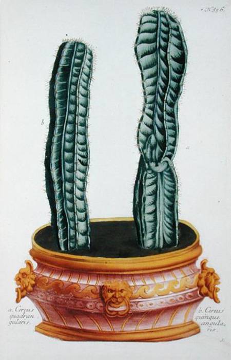 Cereus quadrangularis and Cereus quinque angularis, from 'Phytanthoza Iconographia', by Johann Wilhe a Georg Dionysius Ehret