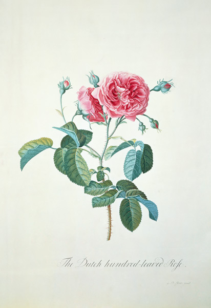 Rose: Dutch hundred-leaved Rose a Georg Dionysius Ehret