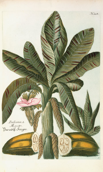 Banana, from J. Weinmann's Phytanthoza Iconographia a Georg Dionysius Ehret
