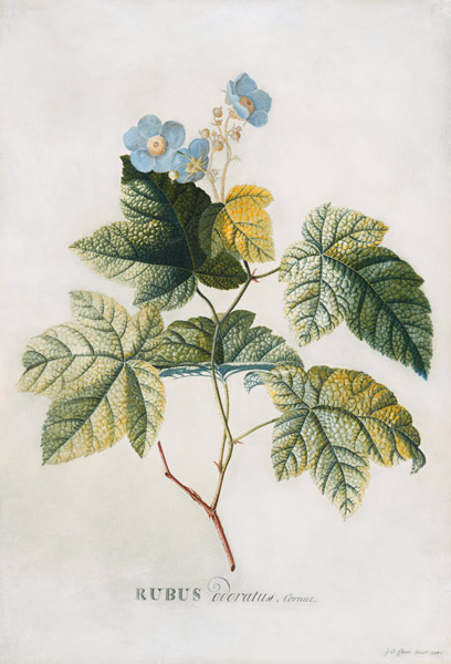 Rubus a Georg Dionysius Ehret