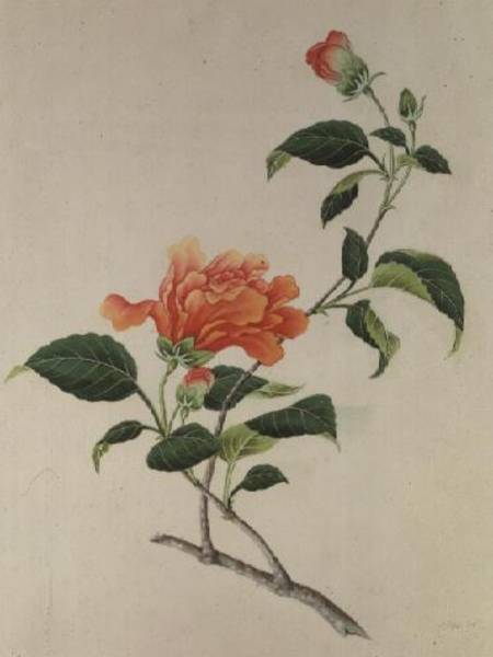 Hibiscus: (orange) a Georg Dionysius Ehret