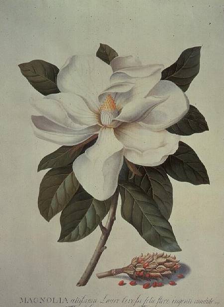 Magnolia a Georg Dionysius Ehret