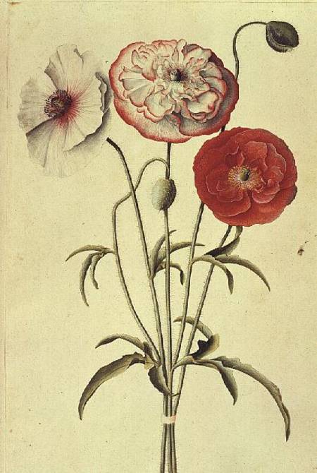 Poppies: Corn (Papaver Rhoeas) a Georg Dionysius Ehret