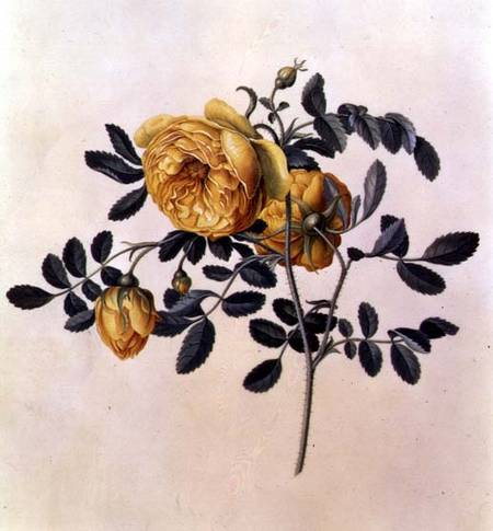 Rosa hemispherica a Georg Dionysius Ehret