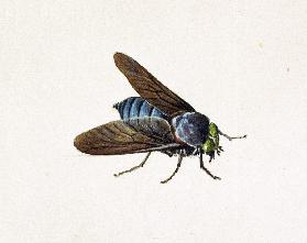 The Horsefly