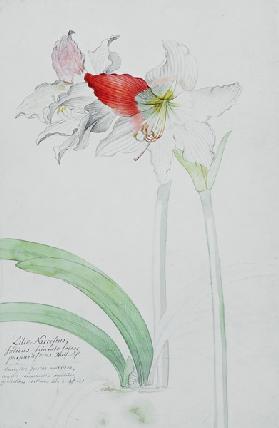 Amaryllis: Lilio-Narcissus, Indicus