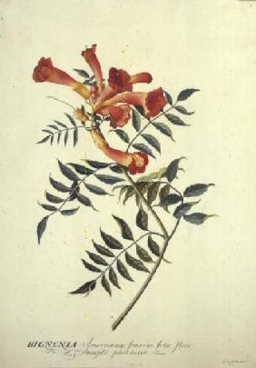 Bignonia americana, watercolour