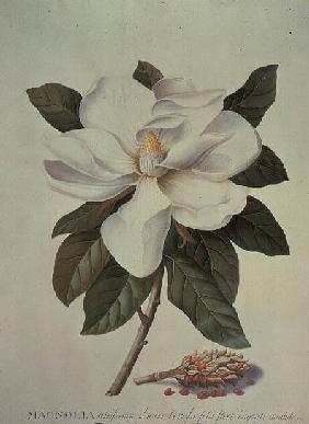 Magnolia