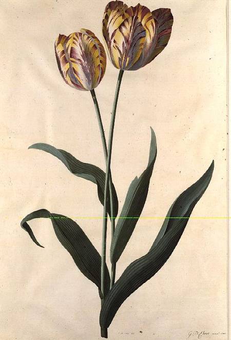 Tulip a Georg Dionysius Ehret