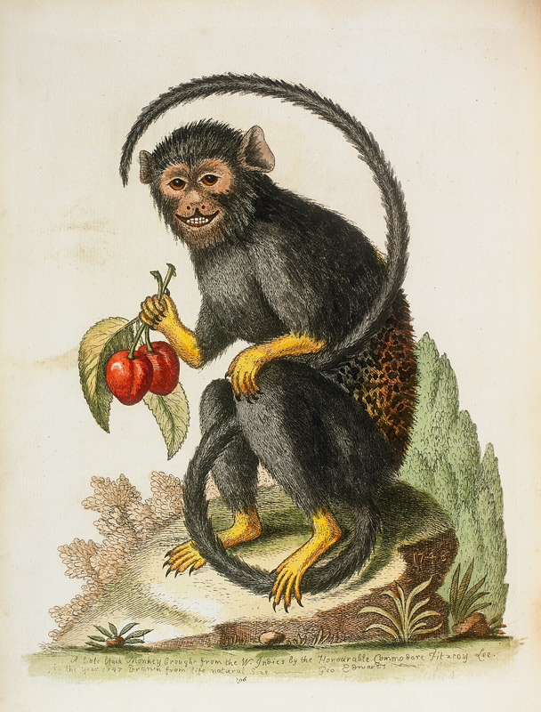 A Little Black Monkey Brought From The West Indies By Commodore Fitzroy Lee a George Edwards