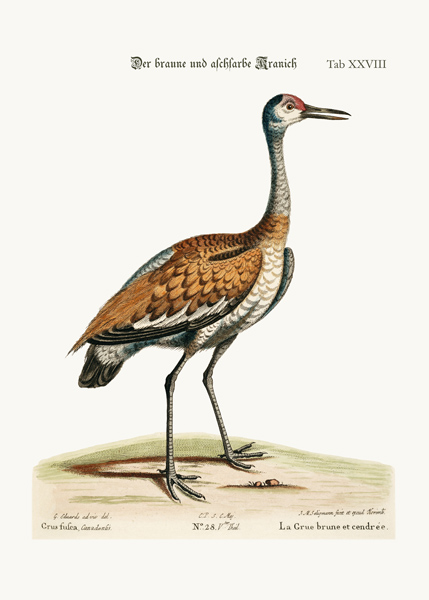The Brown and Ash-coloured Crane a George Edwards