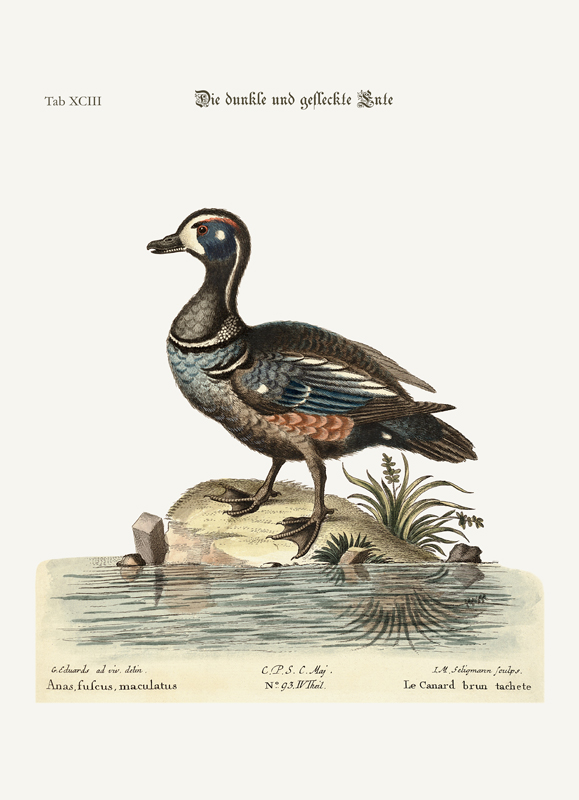 The Dusky and Spotted Duck a George Edwards