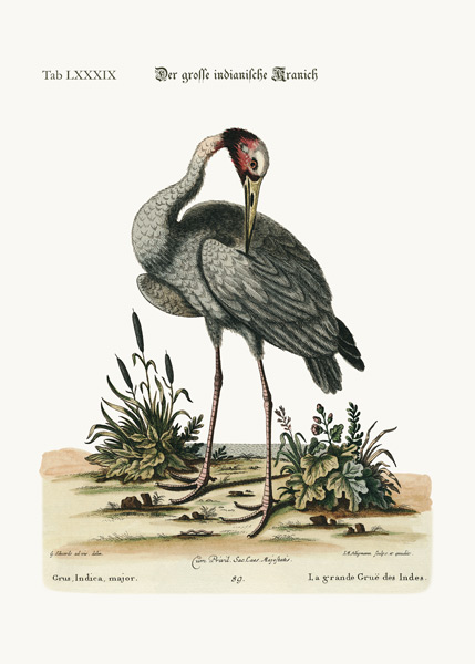 The greater Indian Crane a George Edwards