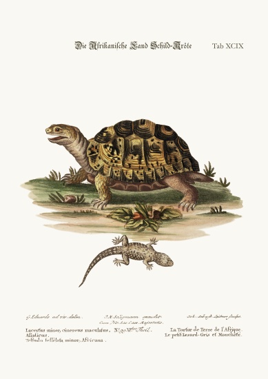 The African Land-Tortoise. The small spotted Grey Lizard a George Edwards