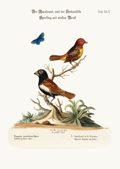 The Amadavad, and the White-breasted Indian Sparrow a George Edwards