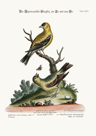 The American Goldfinch, Cock and Hen a George Edwards