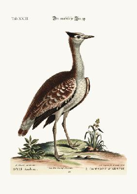 The Arabian Bustard