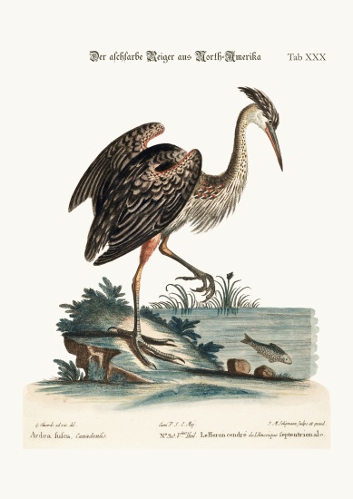 The Ash-coloured Heron from North-America a George Edwards