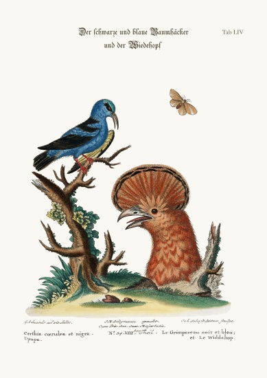 The Black and Blue Creeper, and the Hoopoe Hen a George Edwards