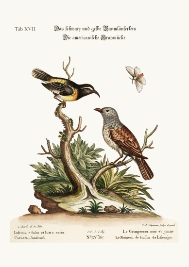 The Black and Yellow Creeper. The American Hedge-Sparrow a George Edwards
