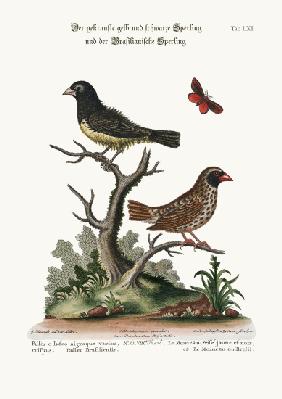The Black and Yellow Frizled Sparrow, and the Brasilian Sparrow