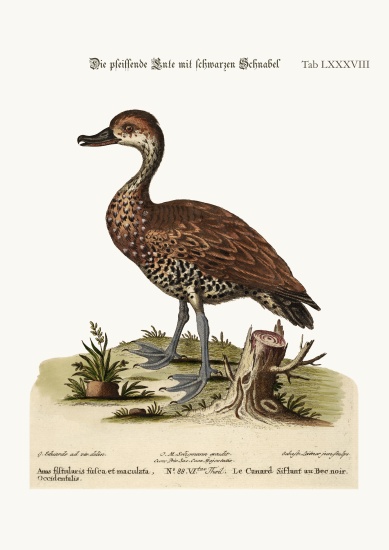 The Black-billed Whistling Duck a George Edwards