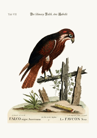 The black Hawk or Falcon a George Edwards