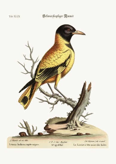 The black-headed Indian Icterus a George Edwards