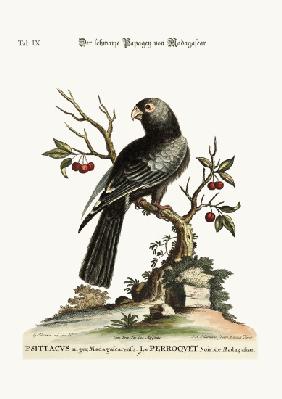 The black Parrot from Madagascar