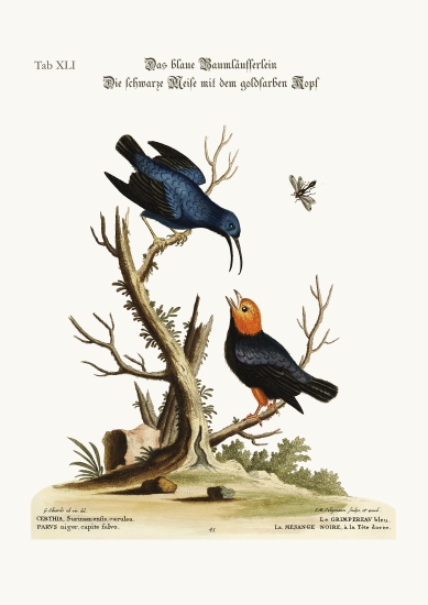 The blue Creeper. The golden-headed black Tit-mouse a George Edwards