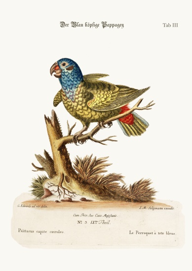 The Blue-headed Parrot a George Edwards