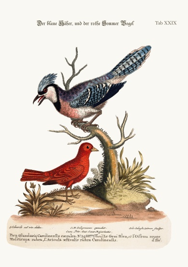 The Blue Jay, and the Summer Red-Bird a George Edwards