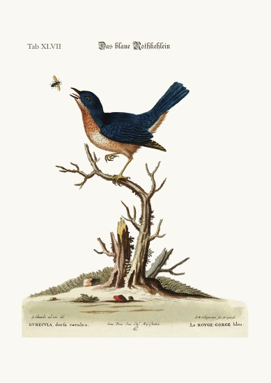 The blue Red-Breast a George Edwards