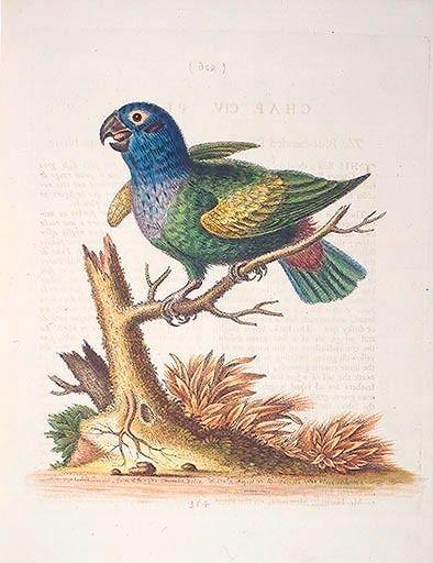 The Blueheaded Parrot. / Le Perroquet bleue a George Edwards
