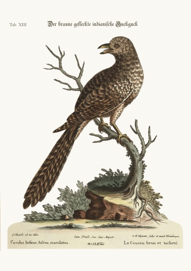 The brown and spotted Indian Cuckow a George Edwards