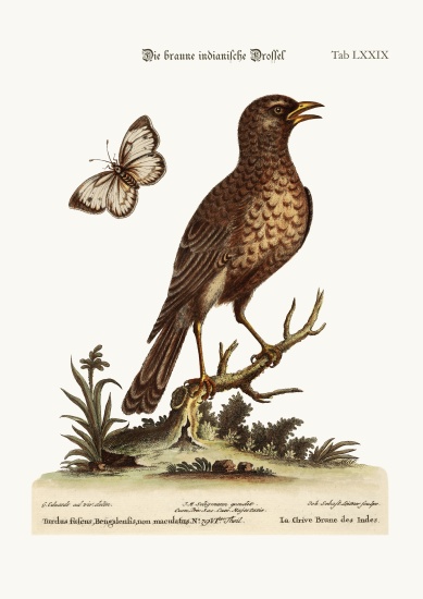 The Brown Indian Thrush a George Edwards