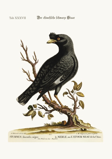 The chinese Starling or Black-Bird a George Edwards