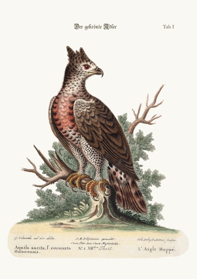 The Crowned Eagle a George Edwards