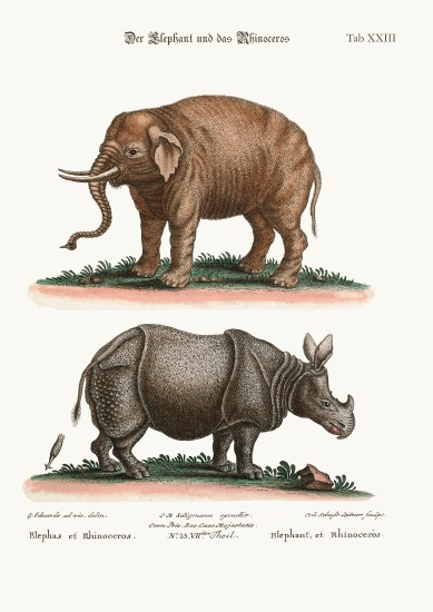 The Elephant and the Rhinoceros a George Edwards