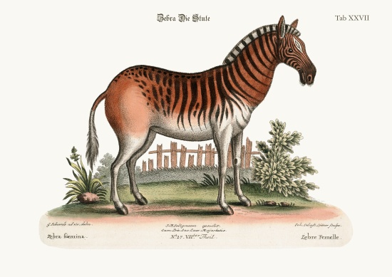 The Female Zebra a George Edwards