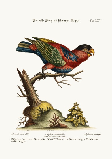 The first Black-capped Lory a George Edwards