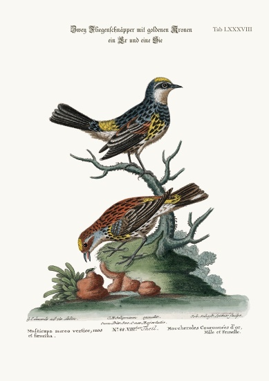 The Golden-crowned Flycatchers, Cock and Hen a George Edwards