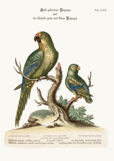 The Golden-crowned Parrakeet and the least Green and Blue Parrakeet a George Edwards