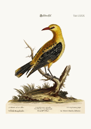 The Golden Thrush a George Edwards