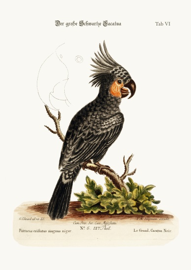 The Great Black Cockatoo a George Edwards