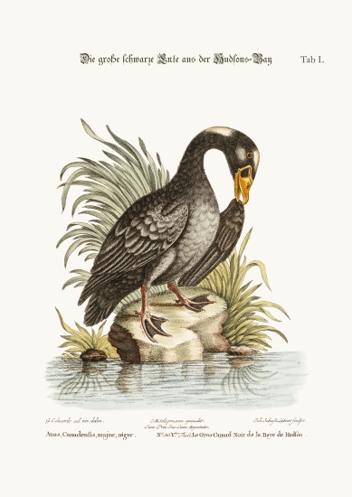 The Great Black Duck from Hudson's Bay a George Edwards