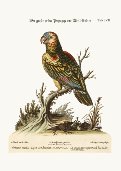 The Great Green Parrot, from the West-Indies a George Edwards