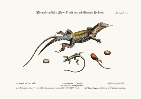 The Great Spotted Lizard with a forked Tail a George Edwards